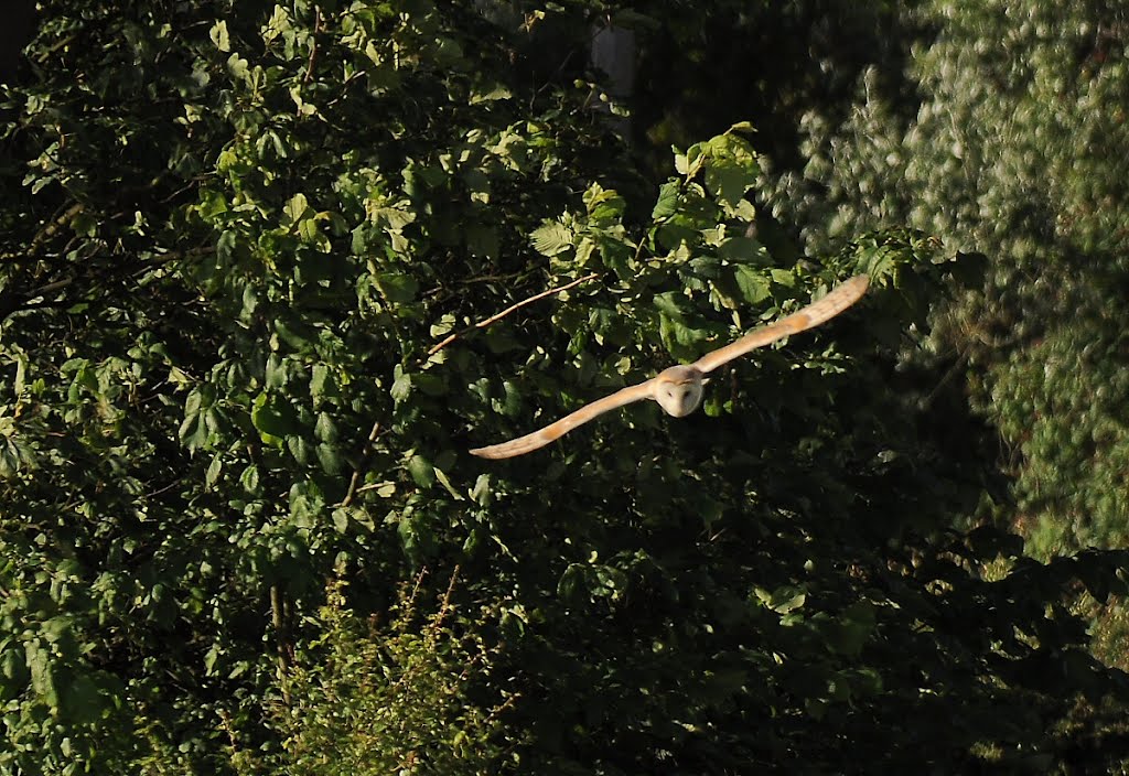 Barn Owl