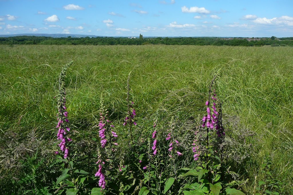 Foxgloves