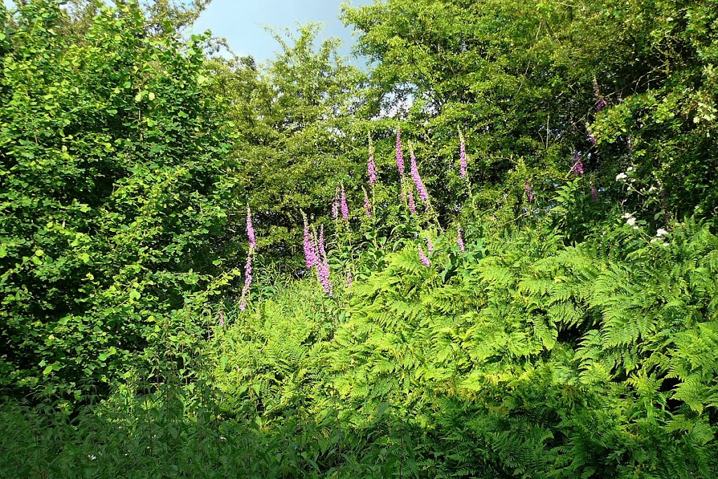 Foxgloves