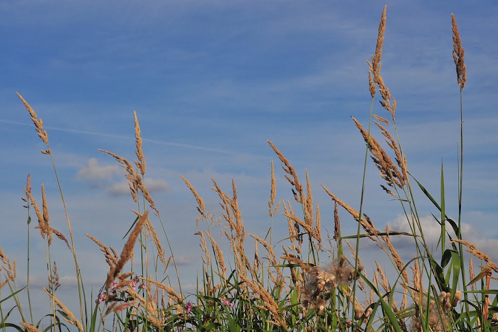 Grasses