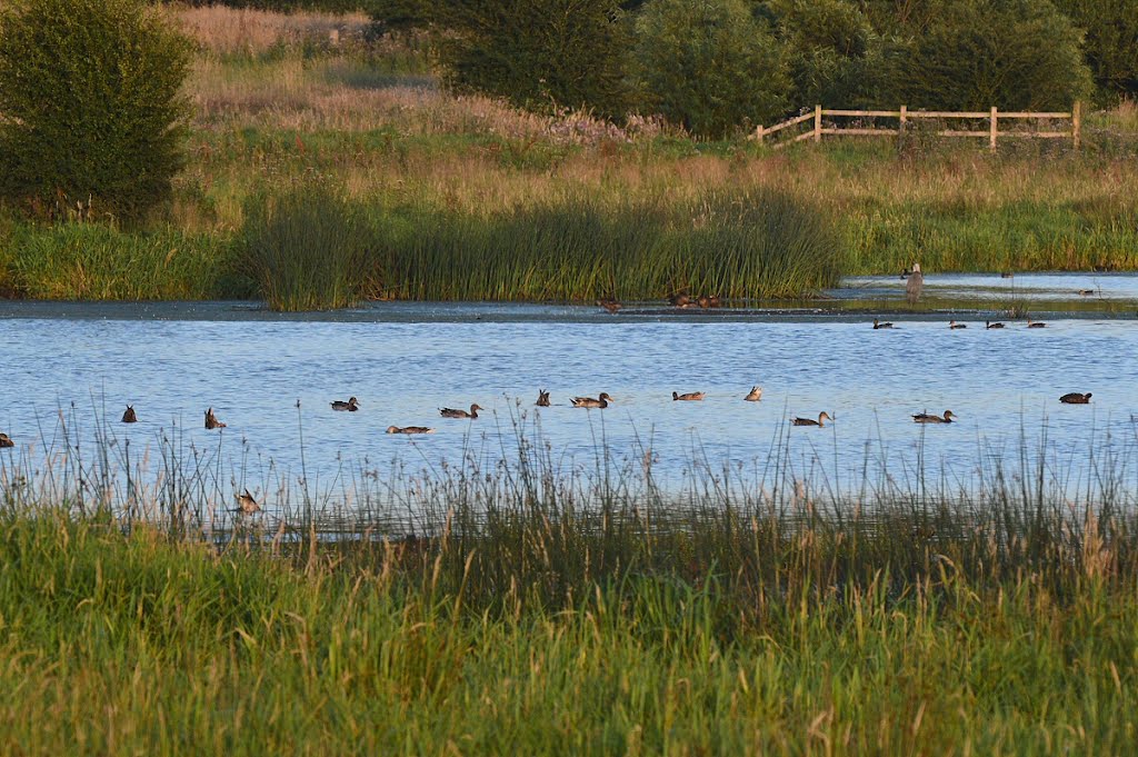 Lightshaw ducks