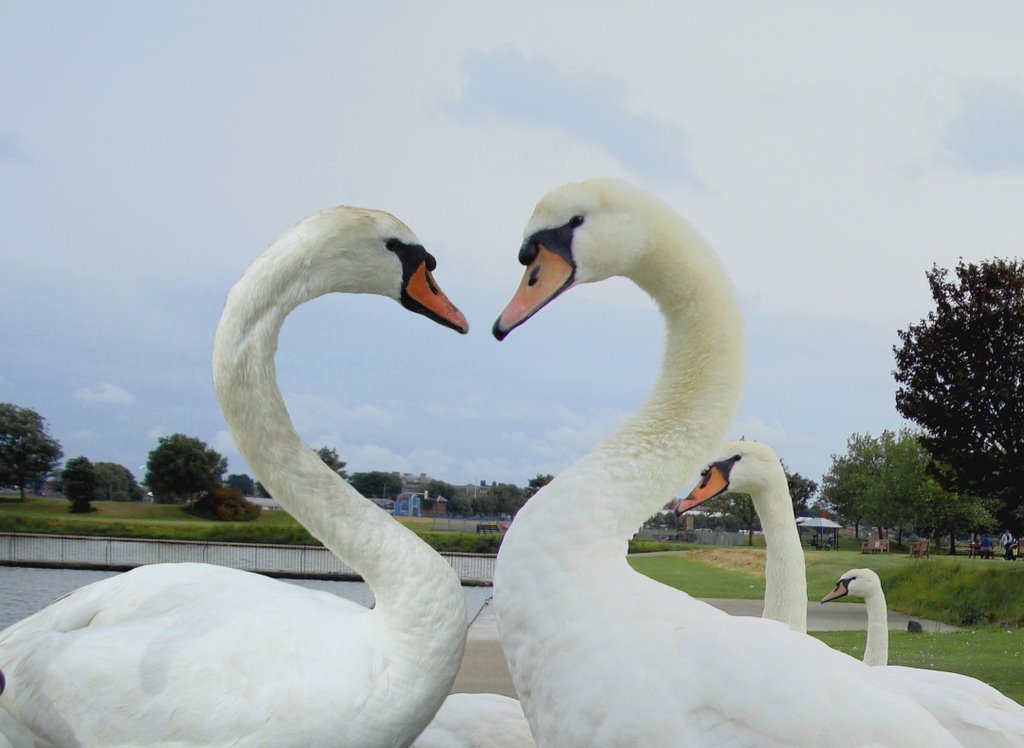 Swan Lake
