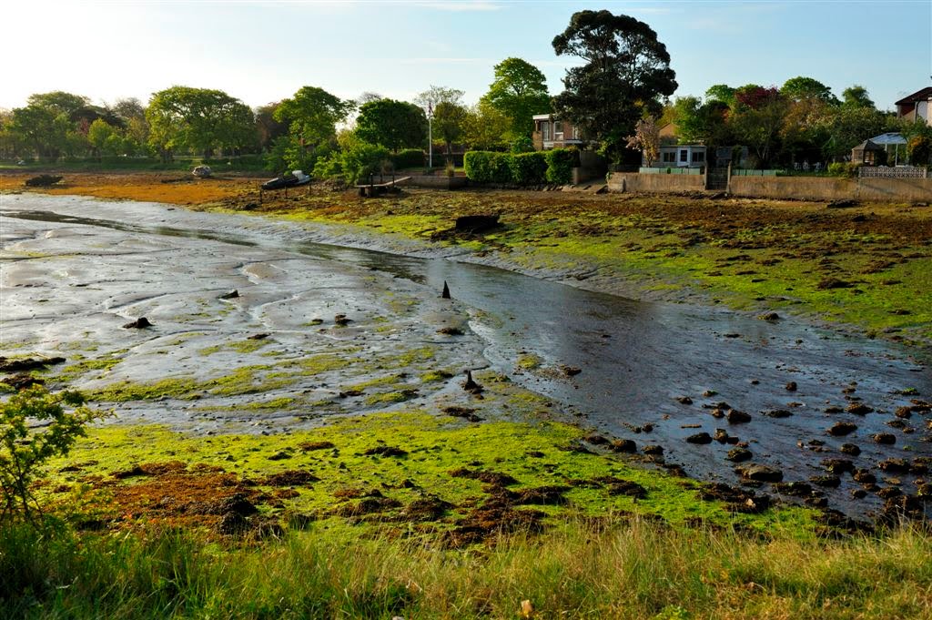 Study in Green ~ Mud, Slime and sludge