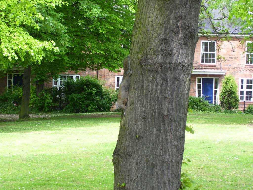 Squirral in Brighowgate Grimsby