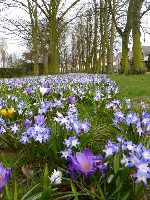 Grimsby peoples Park Crocus