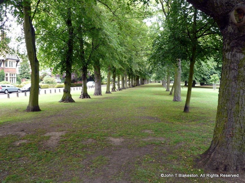 Grimsby peoples Park Long Row of Trees
