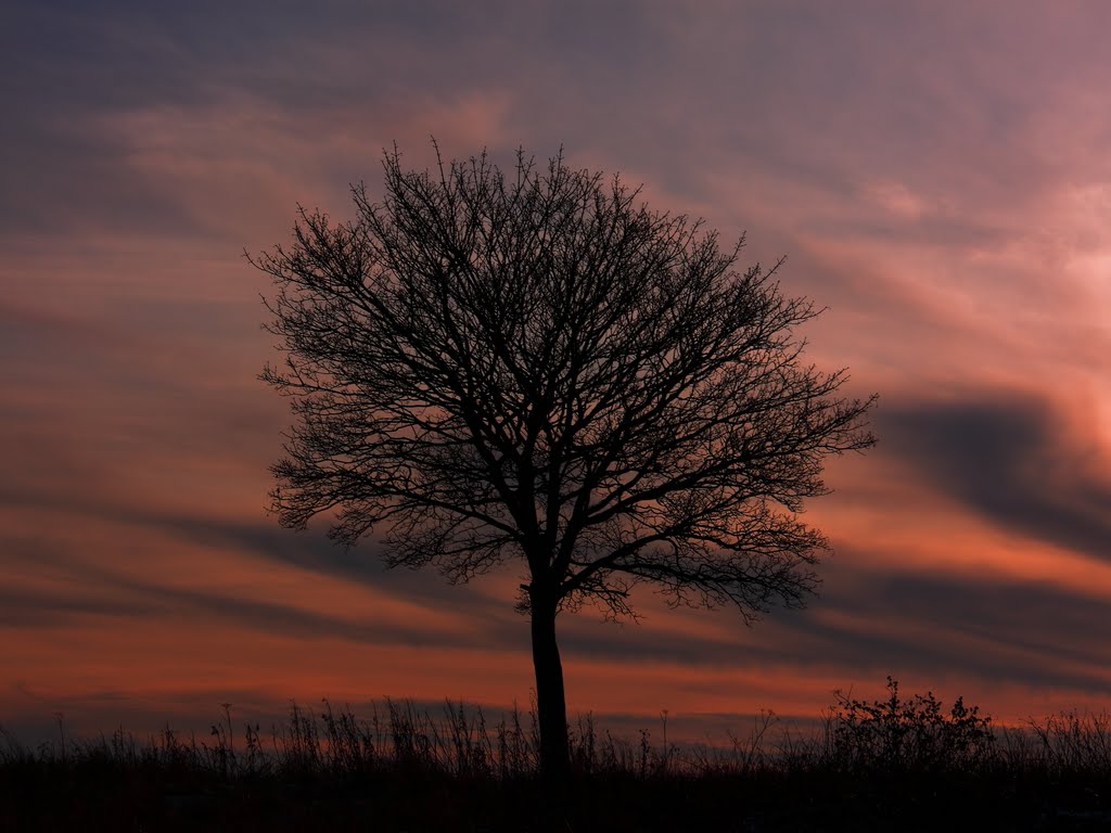 Alone In Red