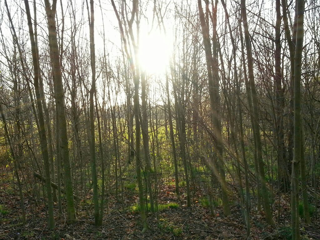 Winter trees
