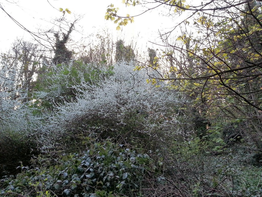 Blossom