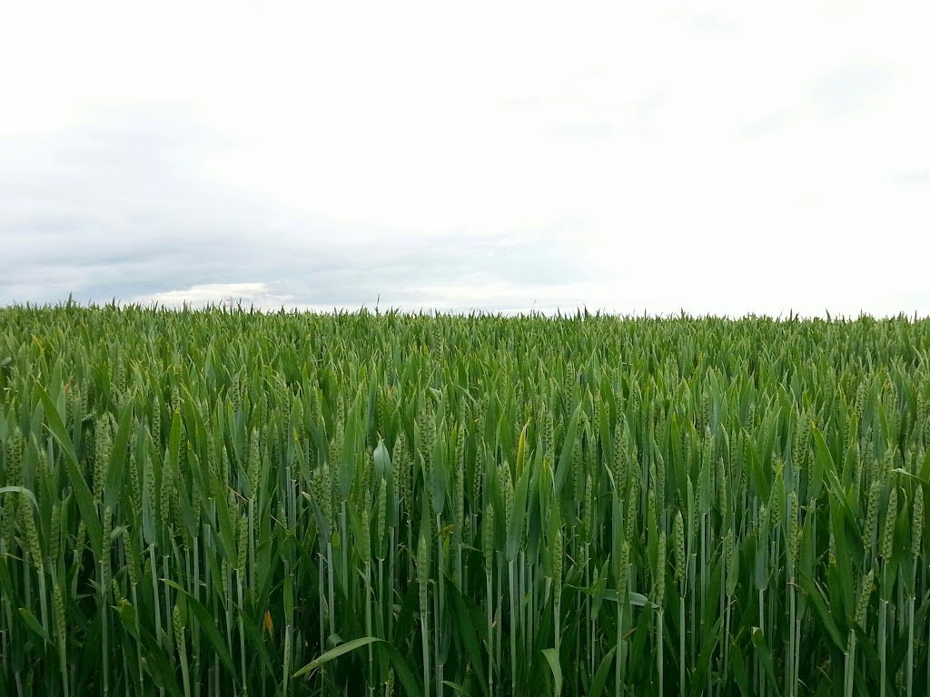 Crops