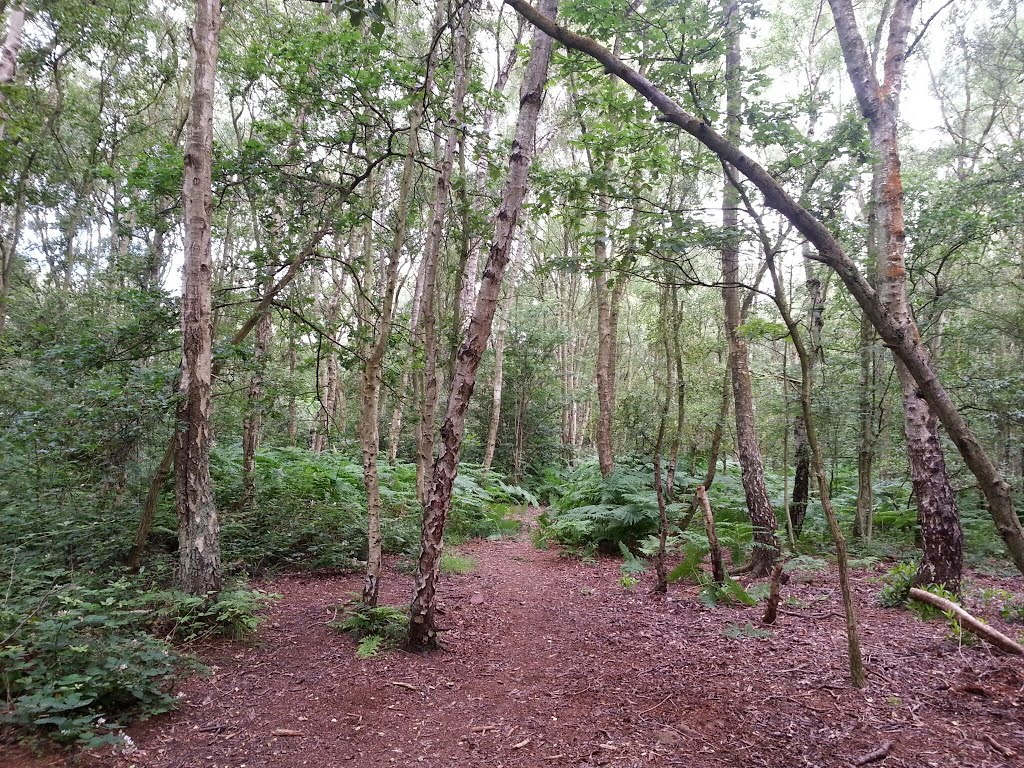 Woods
