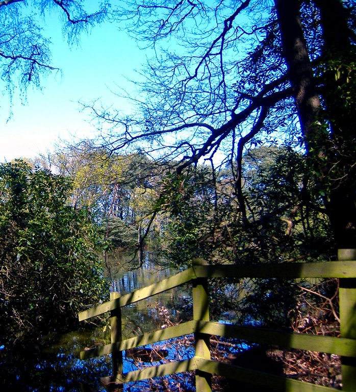 Roodee Mere behind a tree at Royden Park