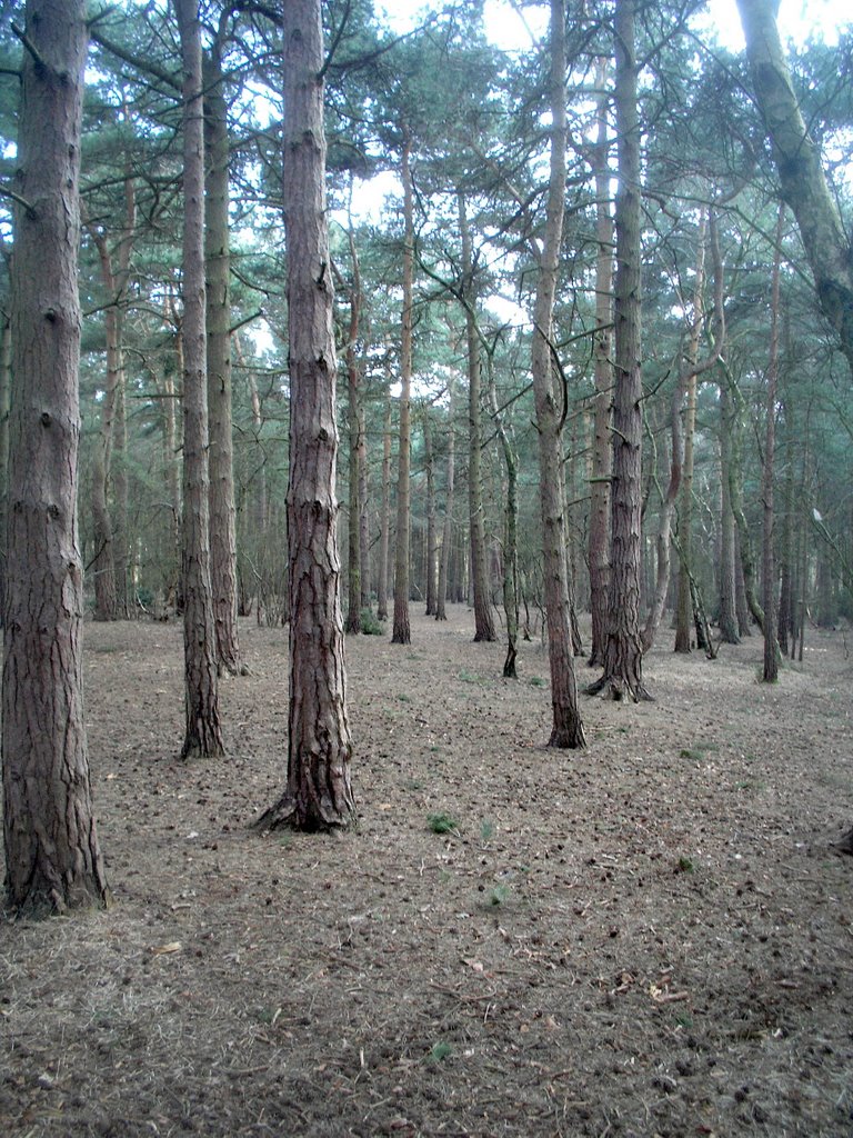 Trees