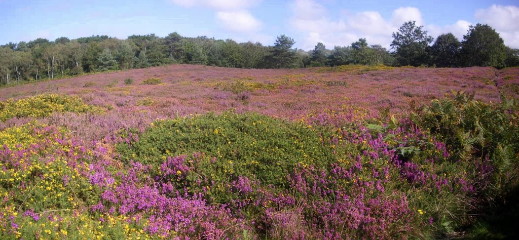 Heather and gorse