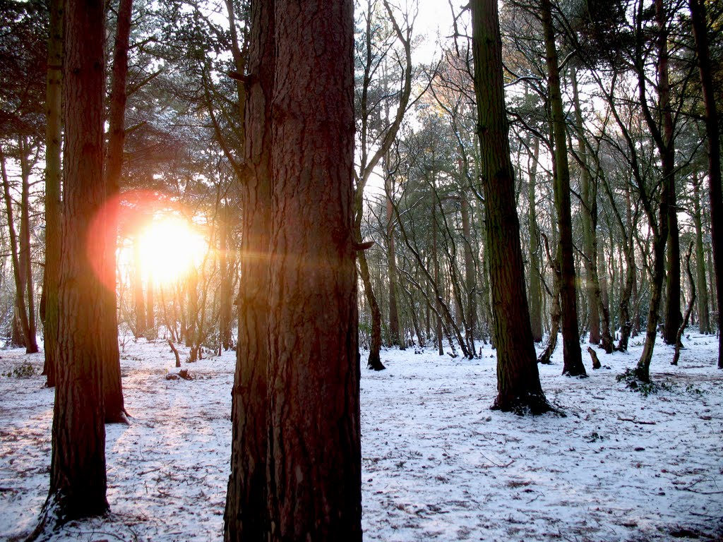 Royden Park woodlands.