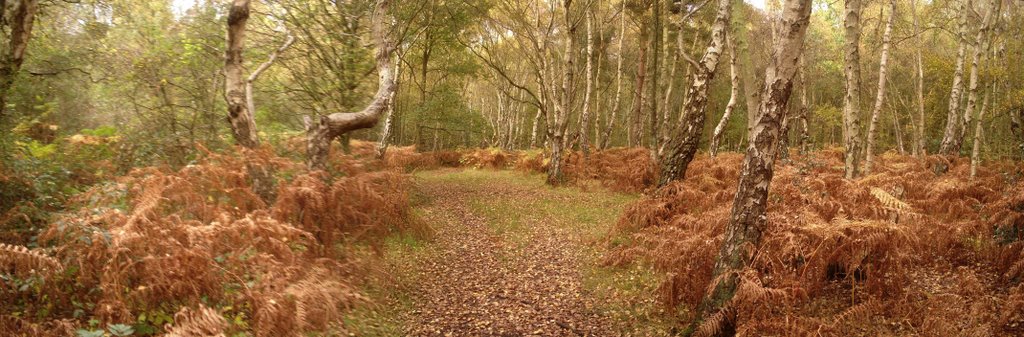 Birch and bracken at Royden Park