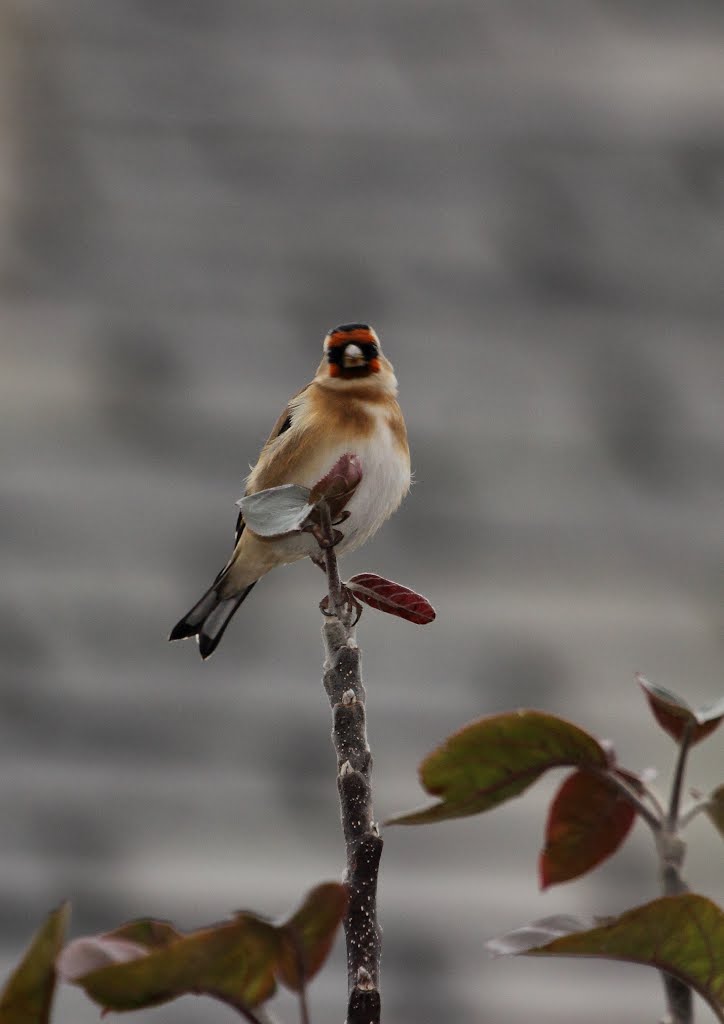 goldfinch