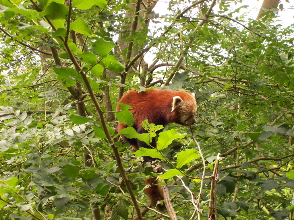 Red panda