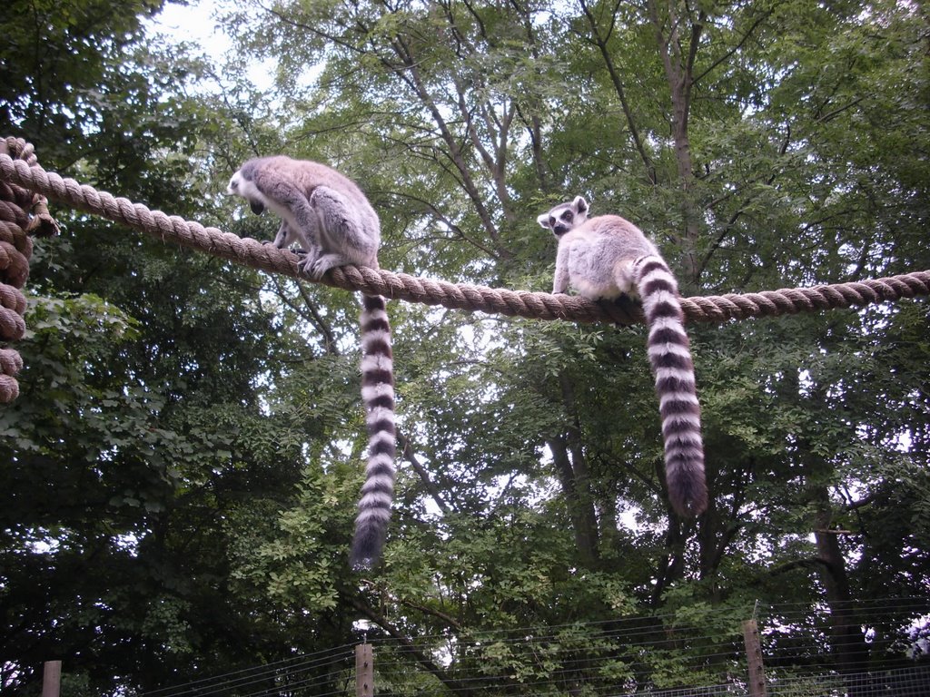 We dare you to walk beneath us    hehehe