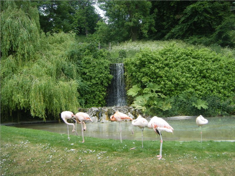 Flamingo pool, Dudley Zoo