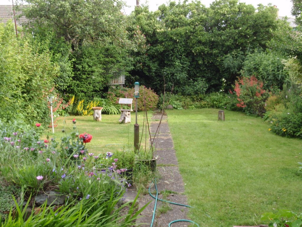 my garden