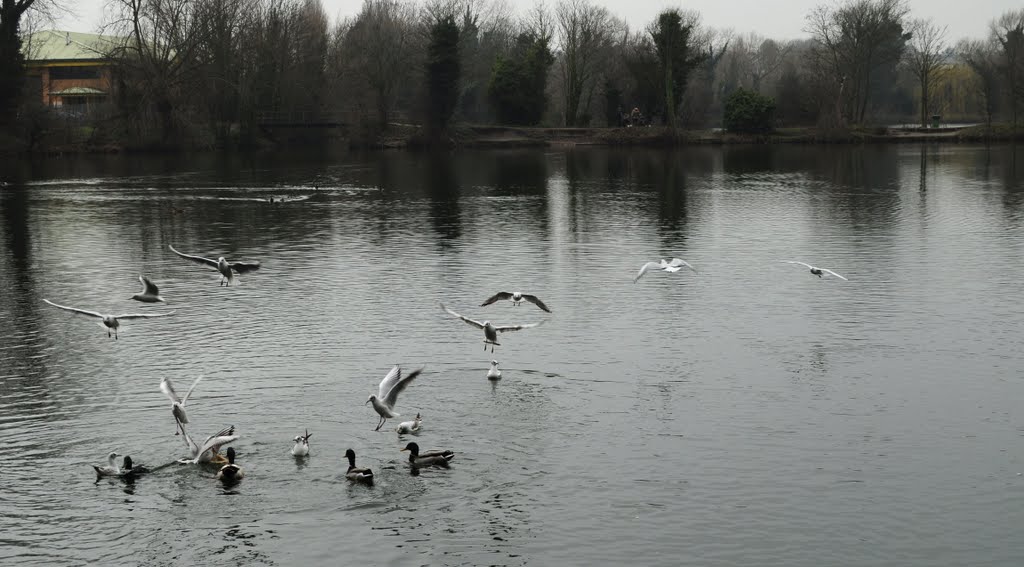 Dartford Lakes
