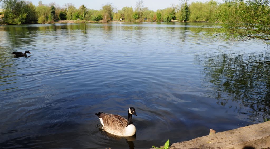 Dartford Lakes