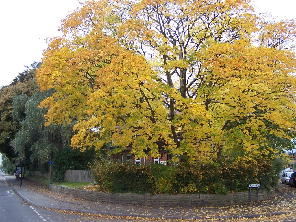 Turning Tree Rowditch