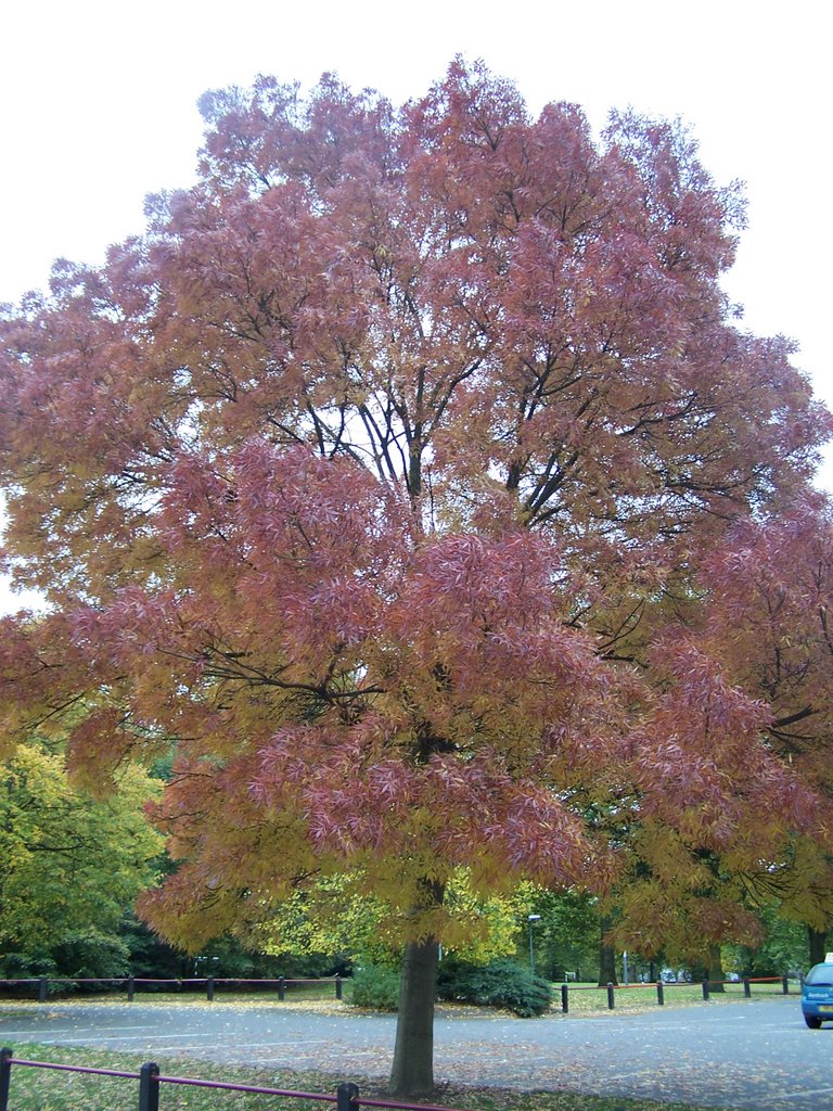 Turning Tree Normanton