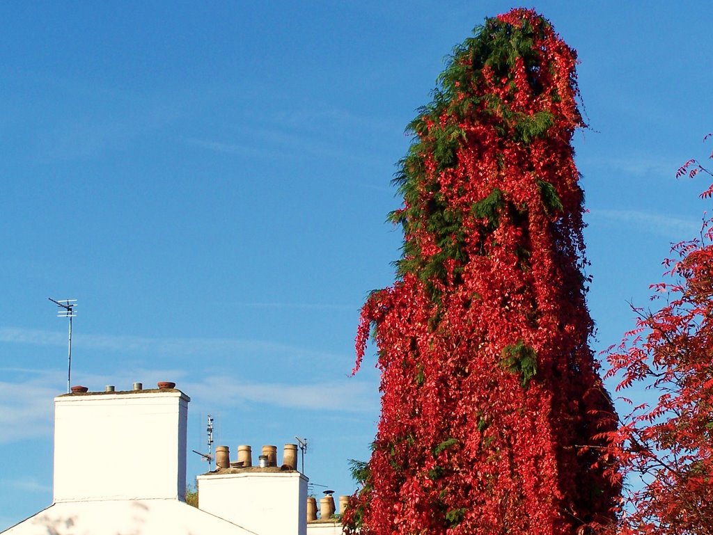 Red Tree