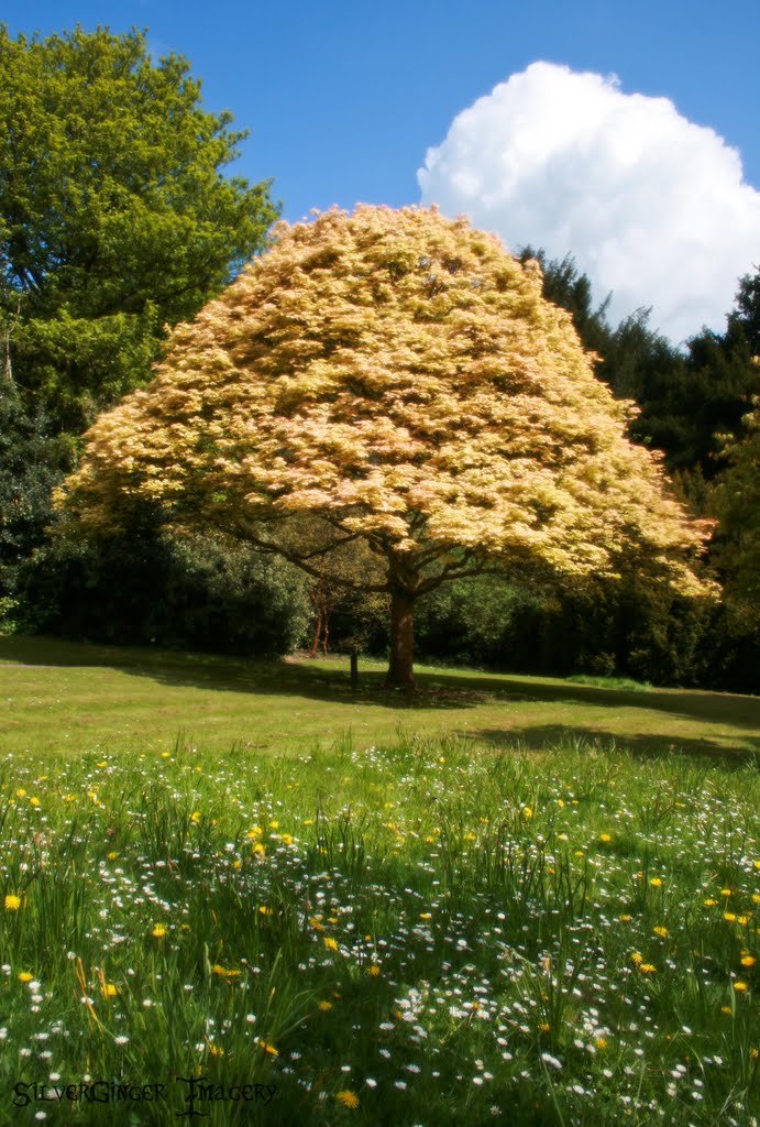 Mushroom Tree