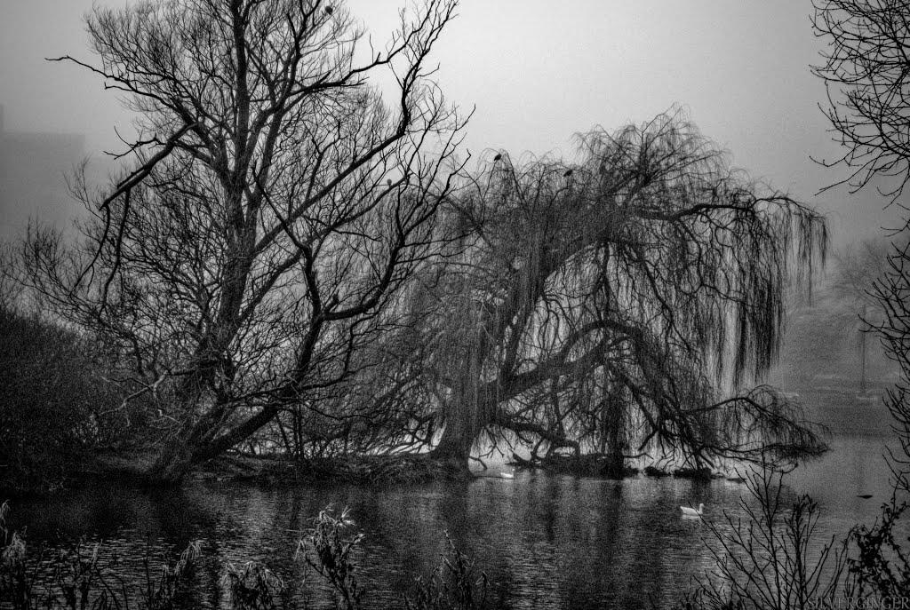 Misty Morn