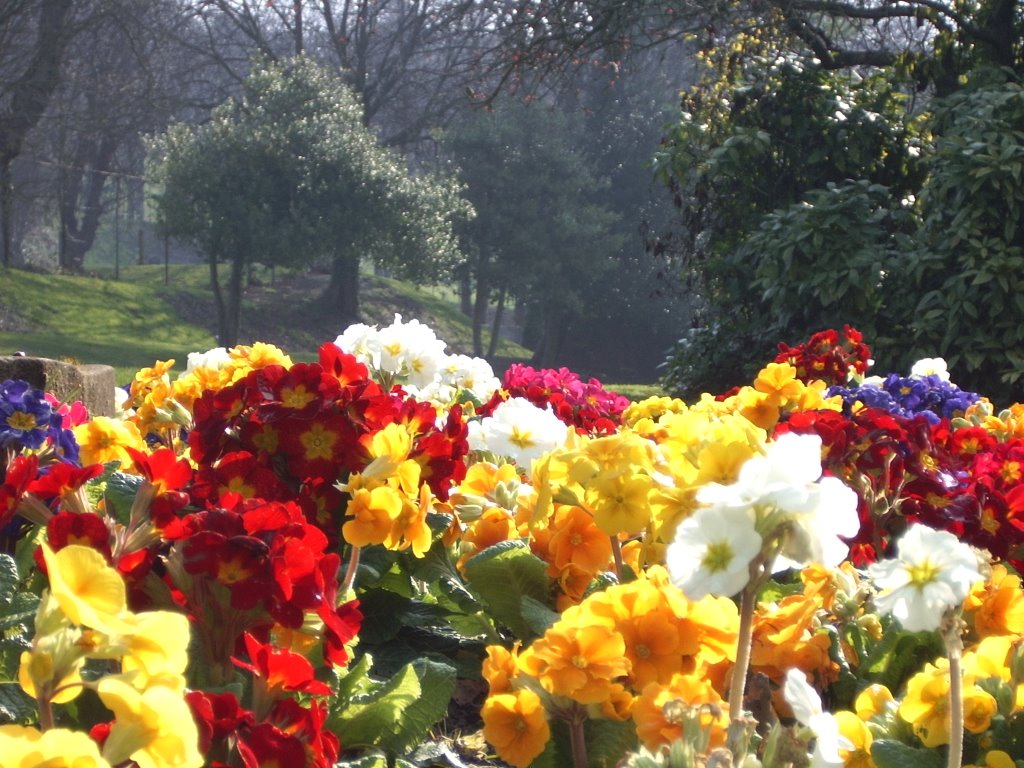 Flowers in Springtime, Connaught Park, Dover, Kent, England, United Kingdom