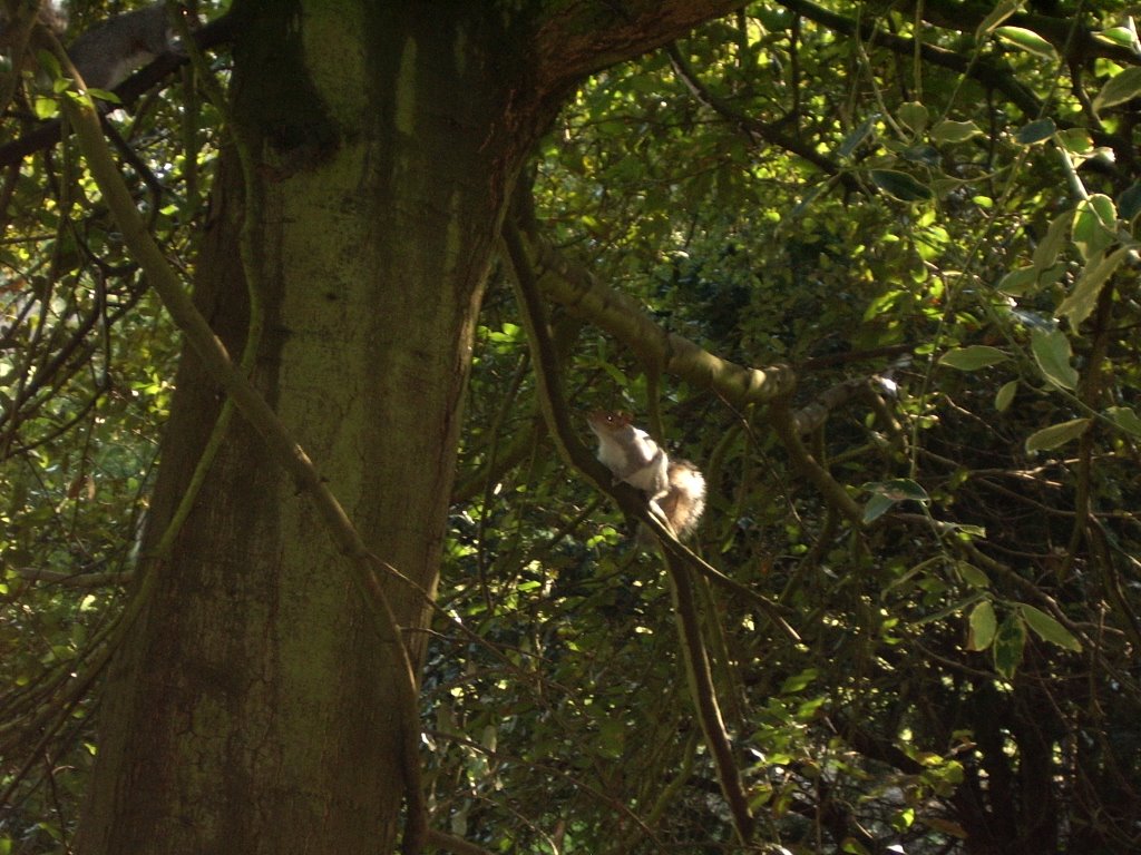 Squirrels in Connaught Park, Dover, Kent, England, United Kingdom 1