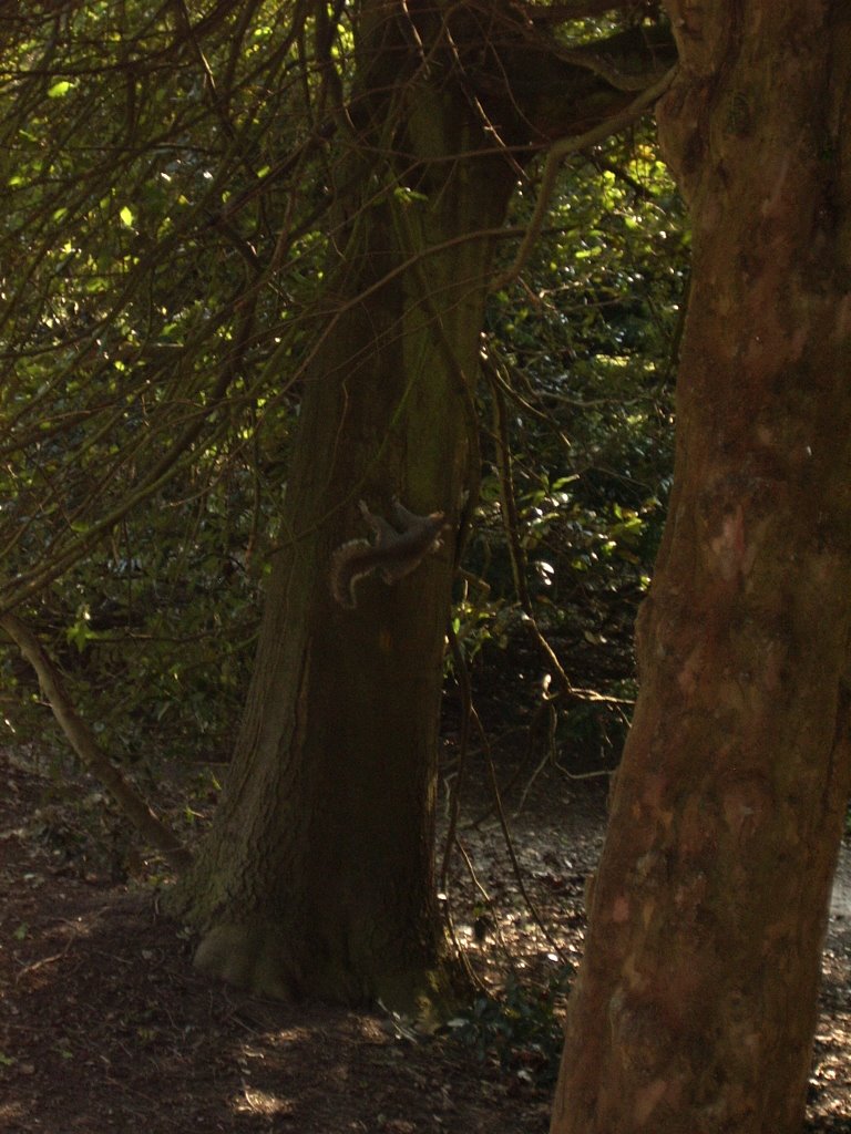 Squirrels in Connaught Park, Dover, Kent, England, United Kingdom 2