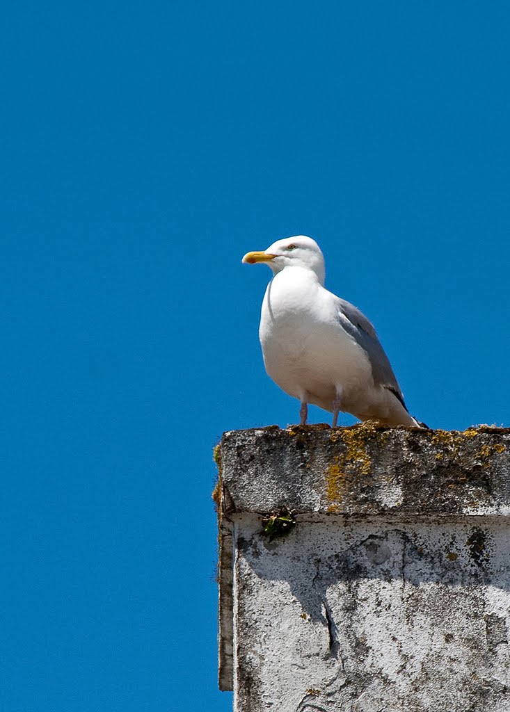 Big brother seagull watching you