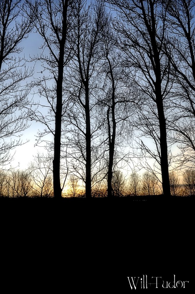 As The Last Leaves Let Go...