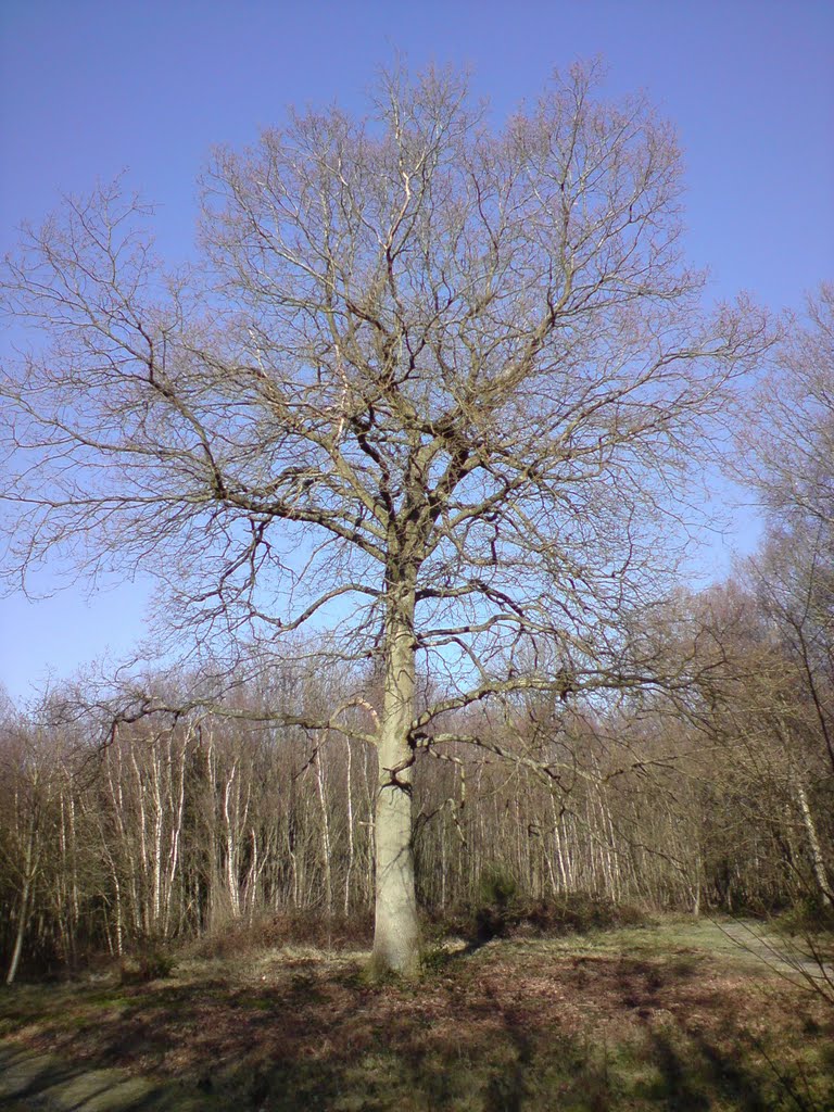 A fine oak tree in midwinter in Ashplats Woods. www.ashplats.org