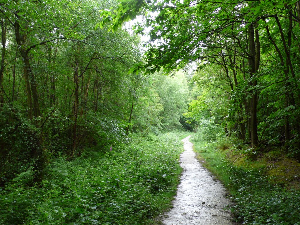 Ashplats Woods in full leaf. www.ashplats.org