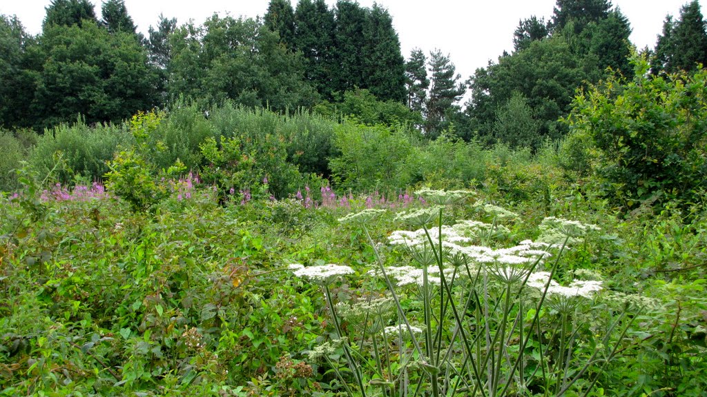 Untouched field to the rear of 240-250 Holtye Rd