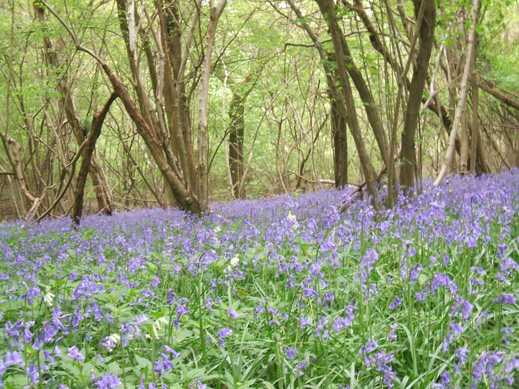 Bluebells carpet near East Grinstead