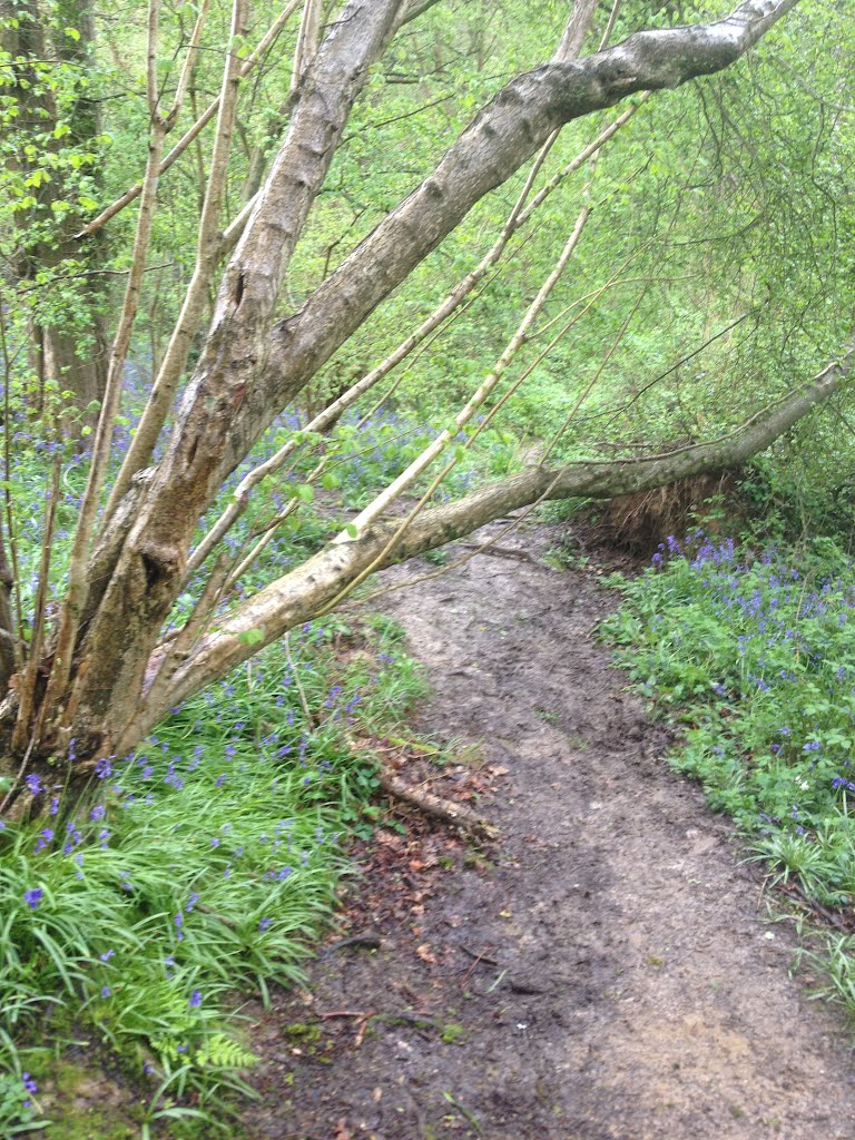 fallen tree for TGC