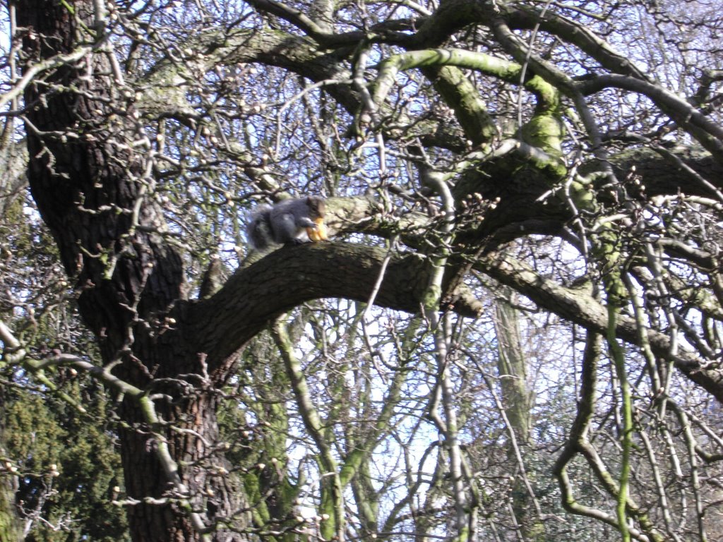 squirrel