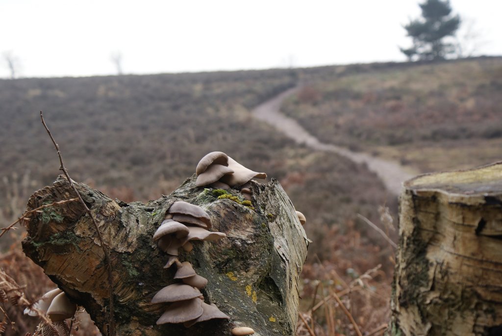 shoal hill