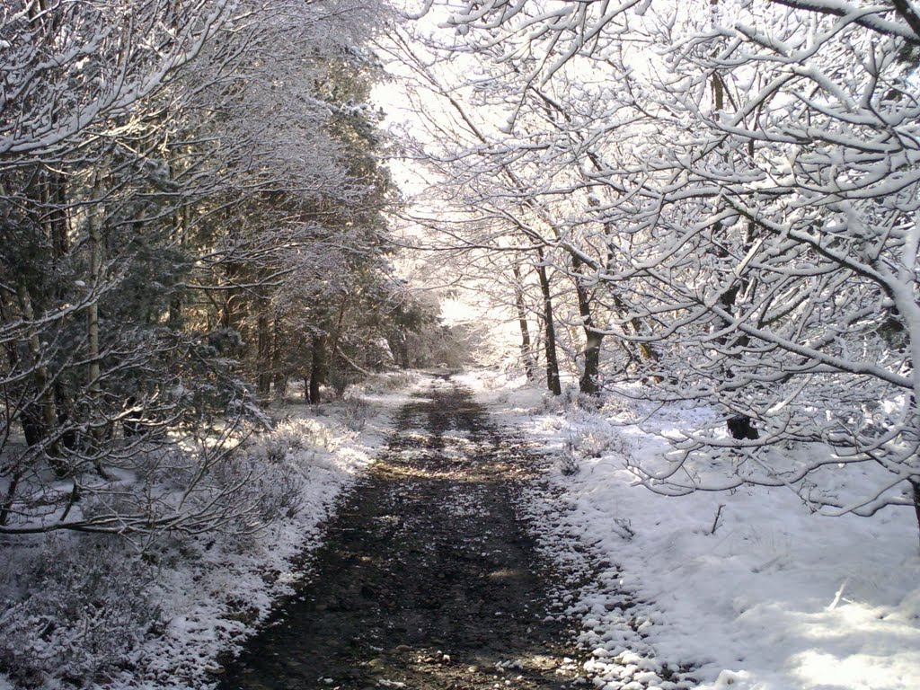 SNOW SCENE