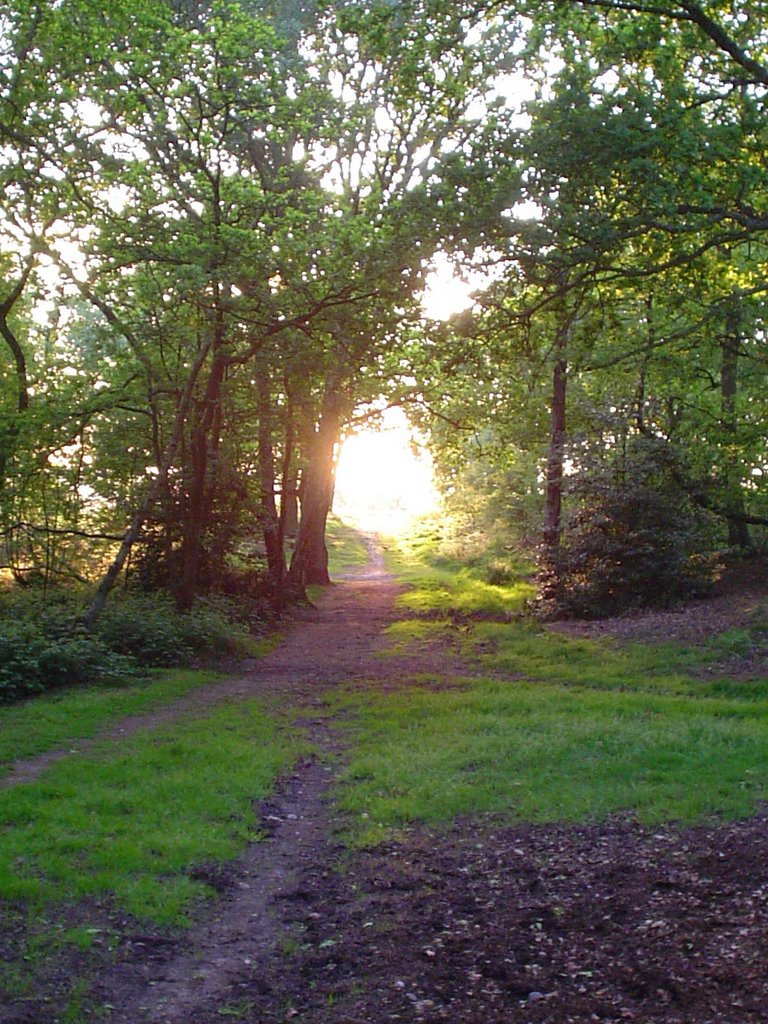 Shoal Hill Common