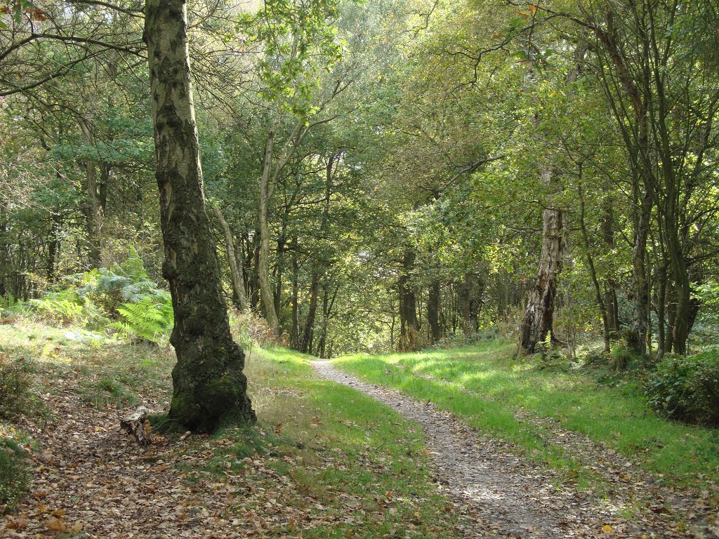 Woodland walk at Shoal Hill Common