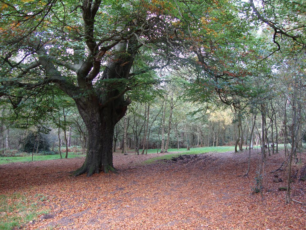 Old tree on Shoal Hill Common