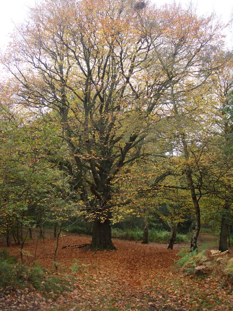 Autumn at Shoal Hill