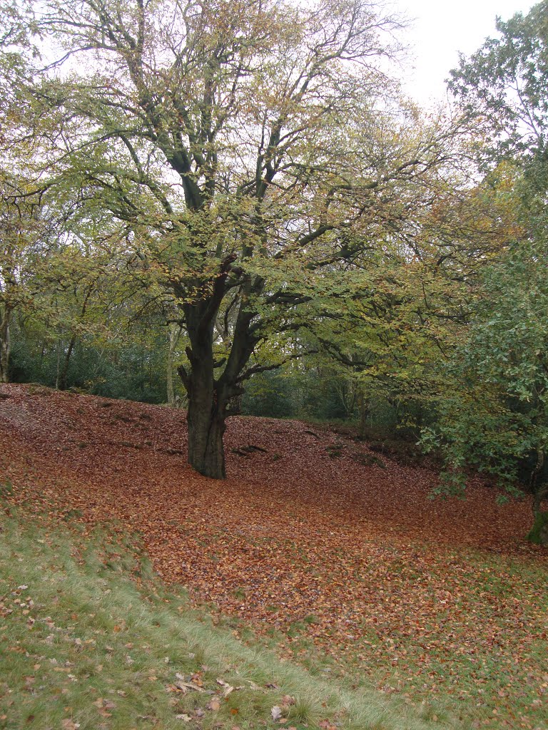 Autumn at Shoal Hill